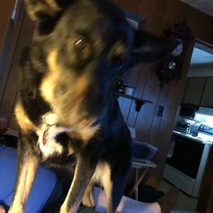 Meet your Posher, Janet